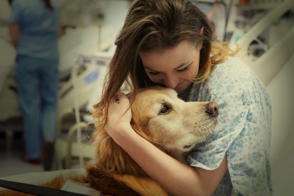 Animal Abuse Treatment Program